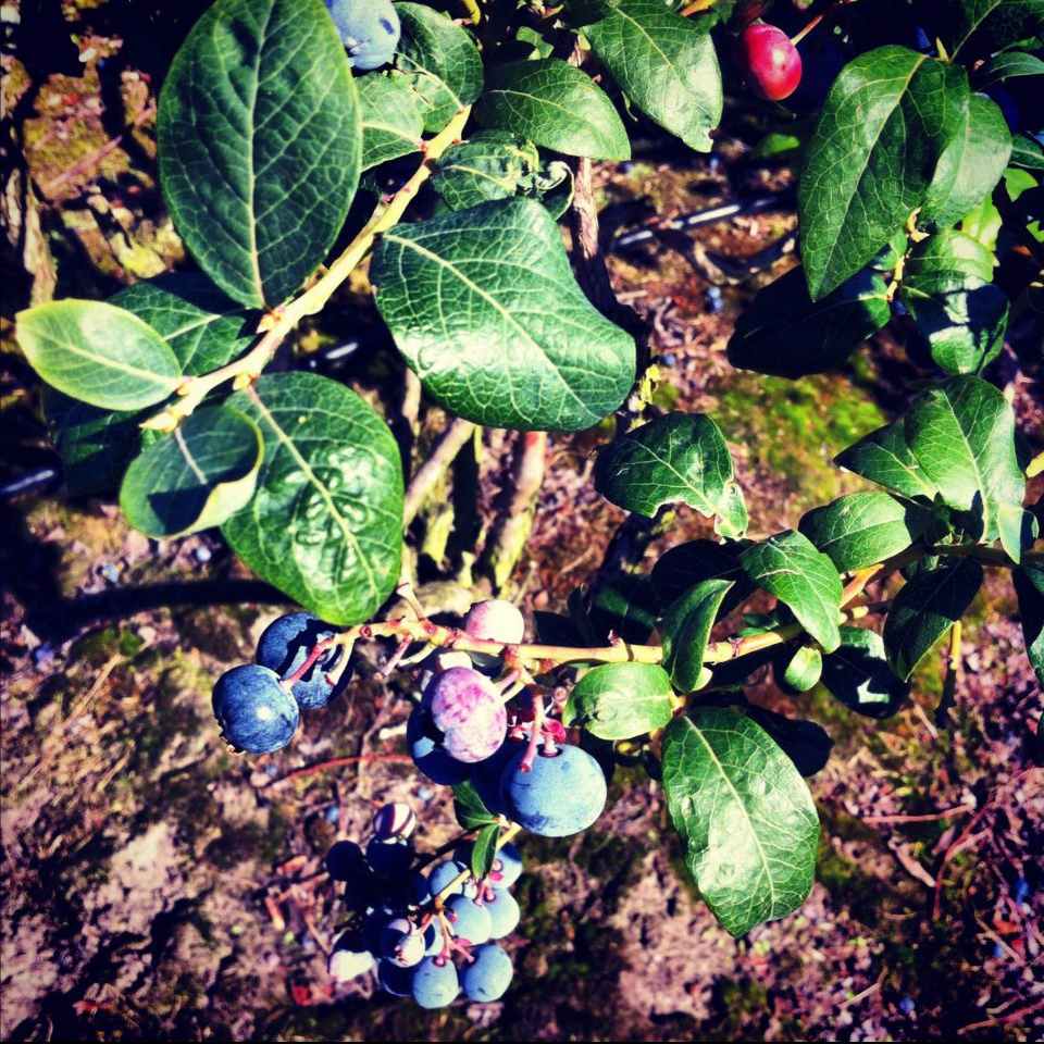 cropped-blueberries-4